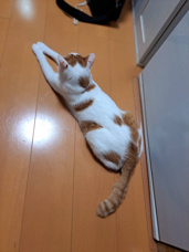 本日のネコ♪の画像
