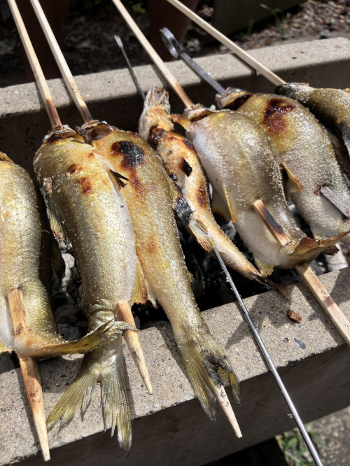 岐阜の夏といえば鮎！の画像