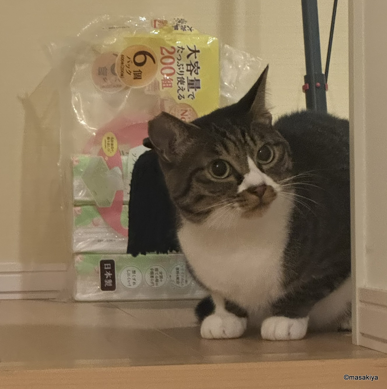 今日のネコの画像
