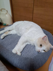本日のネコ♪の画像