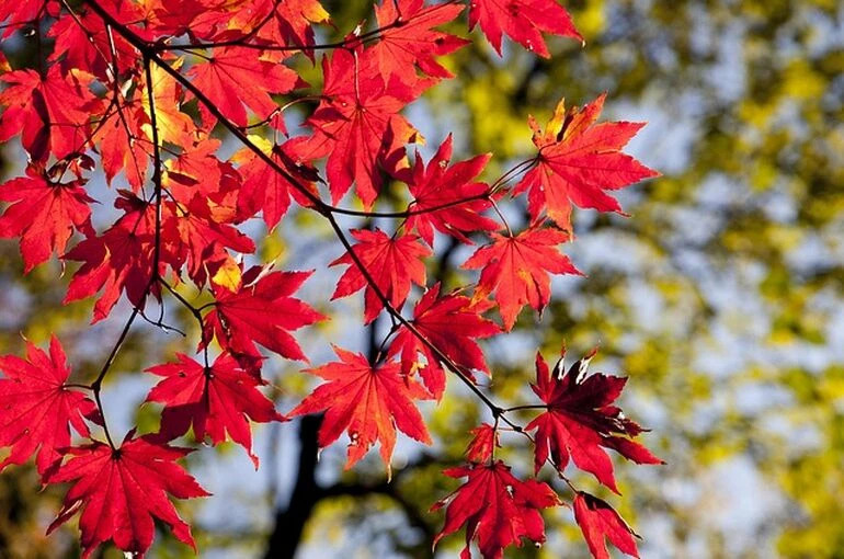 【2026年最新】八王子の紅葉スポット4選|見頃・アクセス・いちょう祭り情報まとめの画像