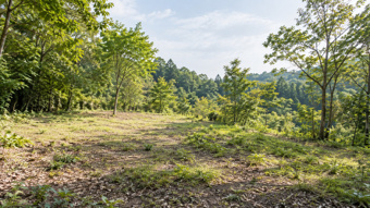 地目が山林の土地に家を建てるデメリットは？メリットや注意点も解説の画像