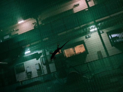 あれの画像