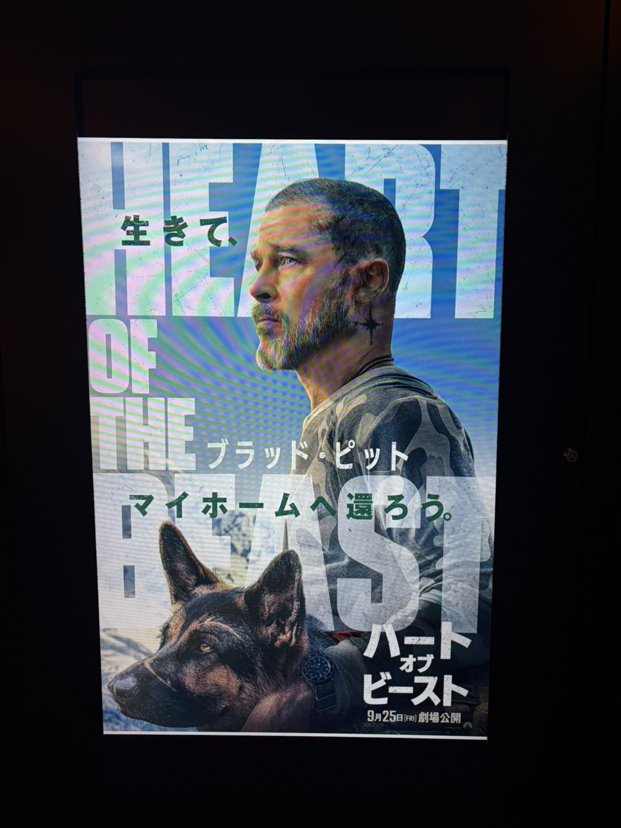 オードゥンの画像