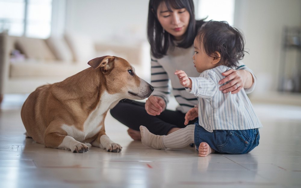ペットと暮らす家の床材選び！可愛い家族におすすめの素材を解説の画像