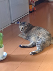 本日のネコ♪の画像