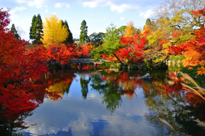 紅葉の季節になりましたの画像