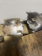 我が家の猫たちの画像