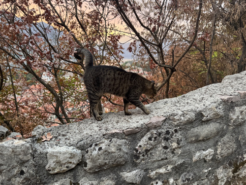 モンテネグロのねこ事情　コトル編の画像
