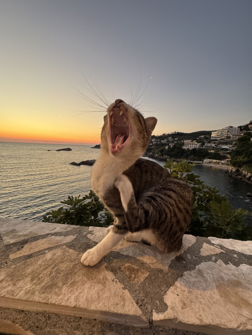 モンテネグロで出会ったねこの画像