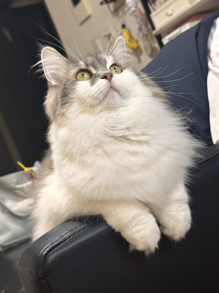 おくらの画像