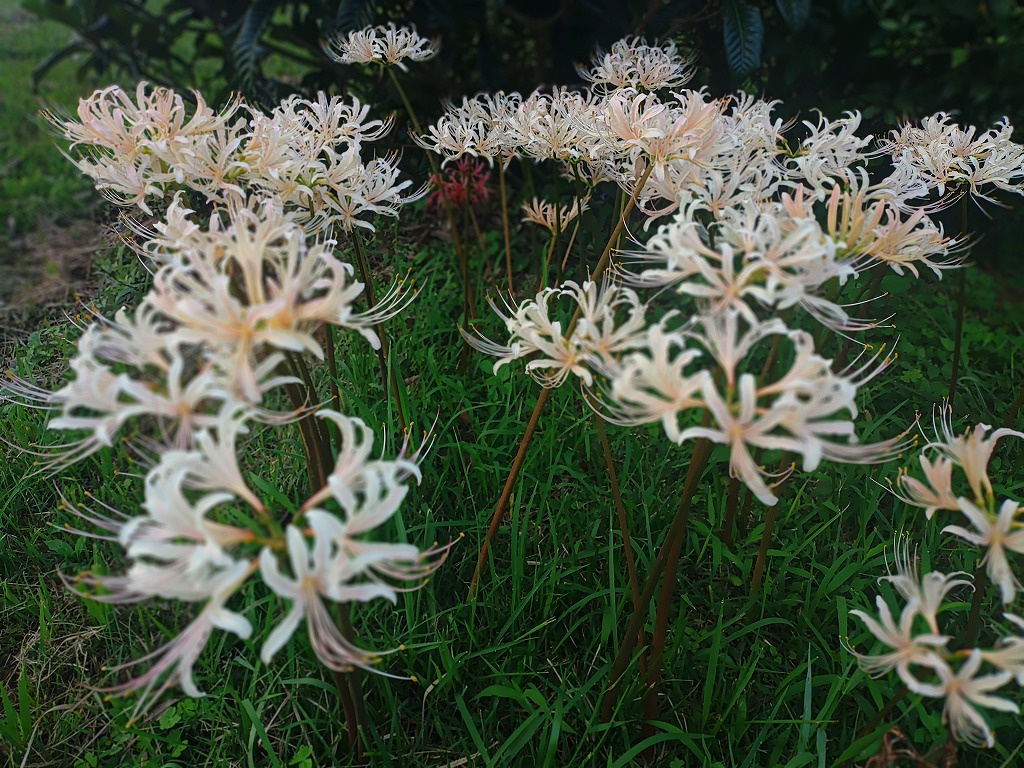 食欲の秋と、心の実りの画像