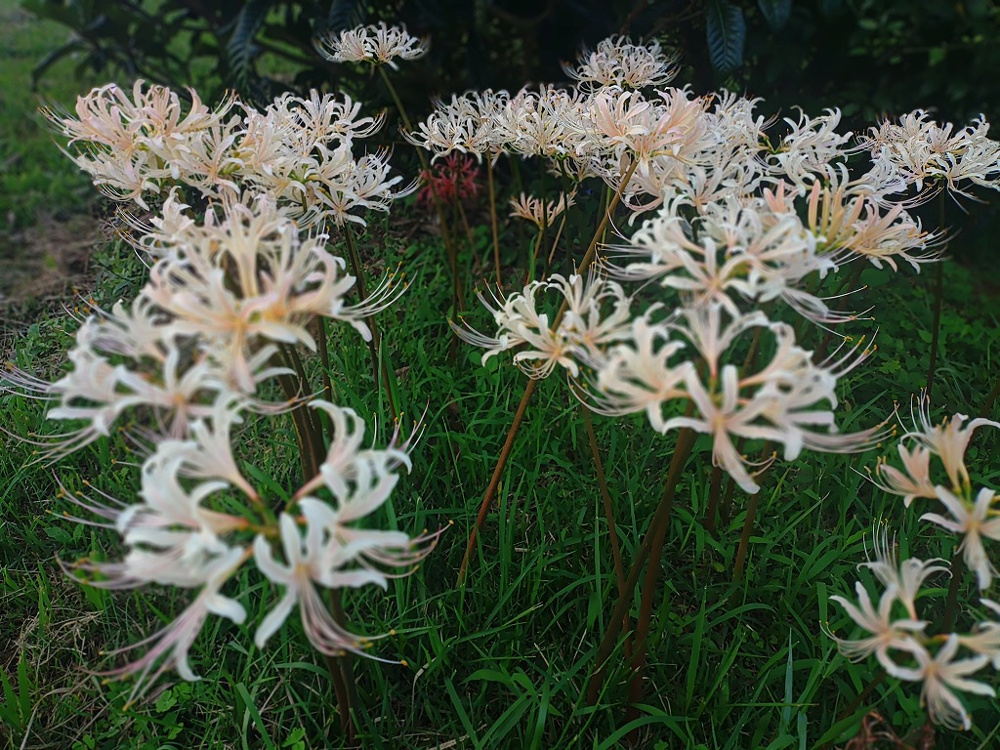 食欲の秋と、心の実りの画像