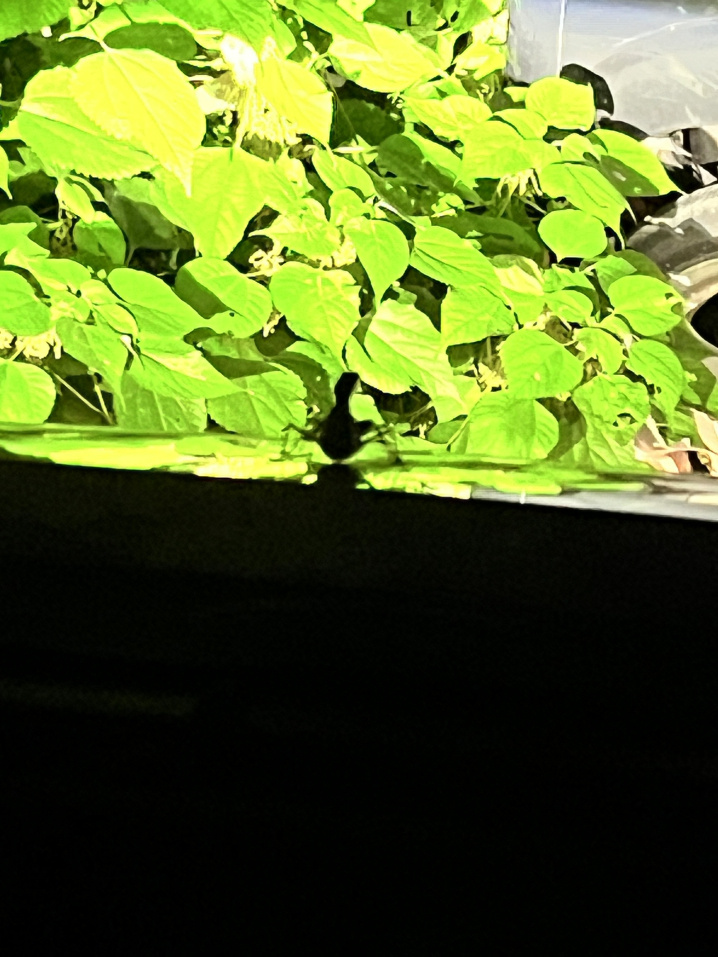 またカマキリさんは乗っていたの画像