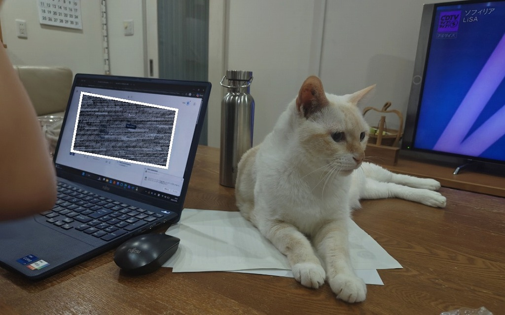 猫がマウスを好きな理由の画像