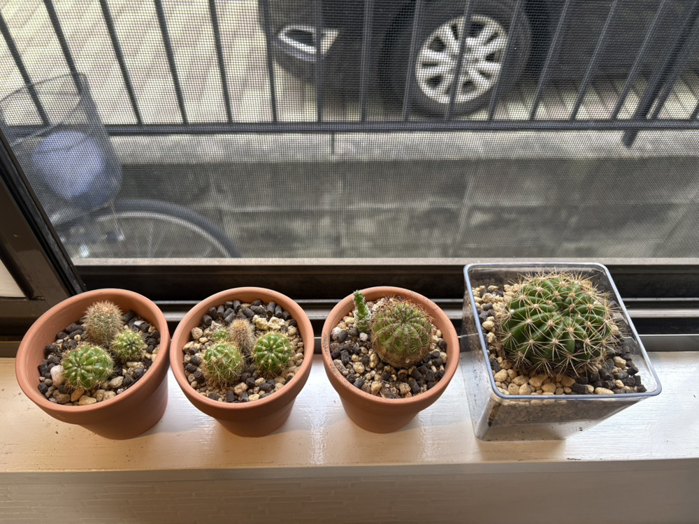 植物の成長が嬉しいです♪の画像