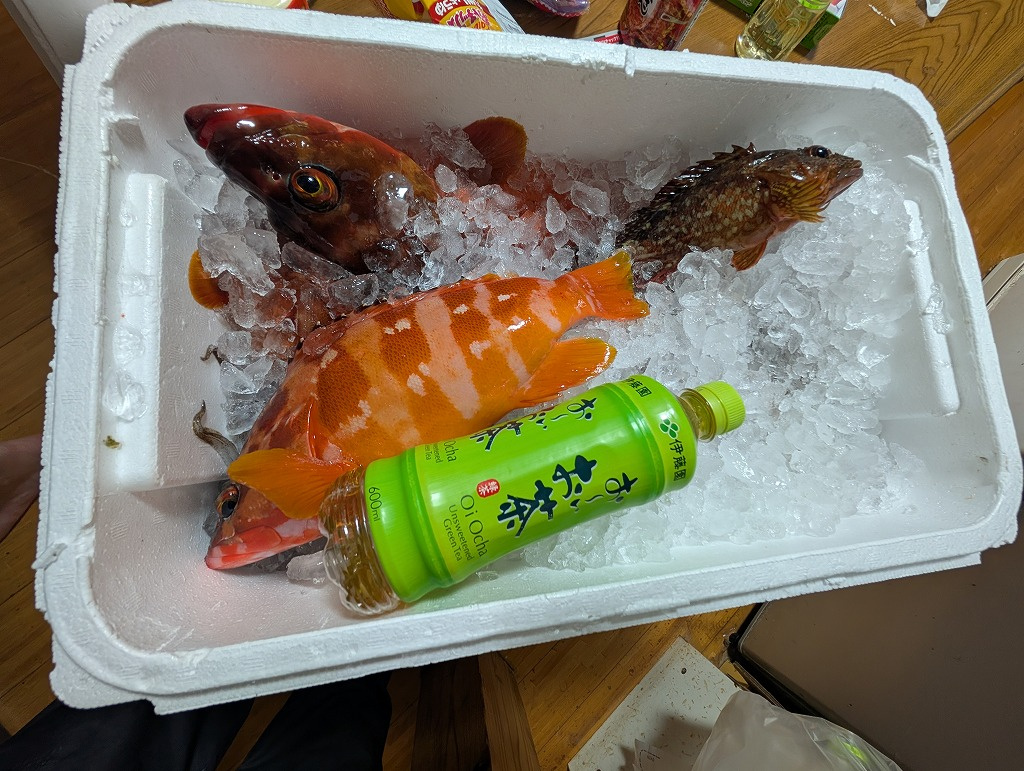 ２枚目：（釣果の保冷箱）発泡スチロールの保冷箱に敷き詰められた氷の上に、鮮やかなオレンジ色のアカハタやカサゴなどの釣果と緑茶のペットボトルが並べられている写真