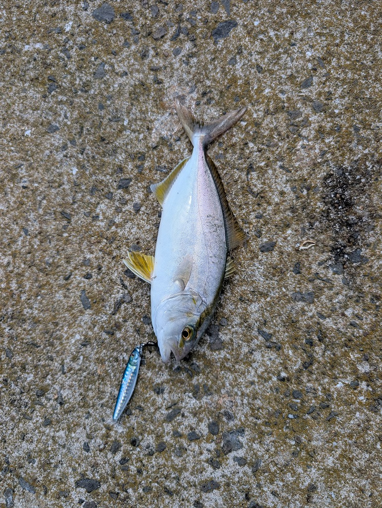 小値賀島で釣りしてきましたの画像