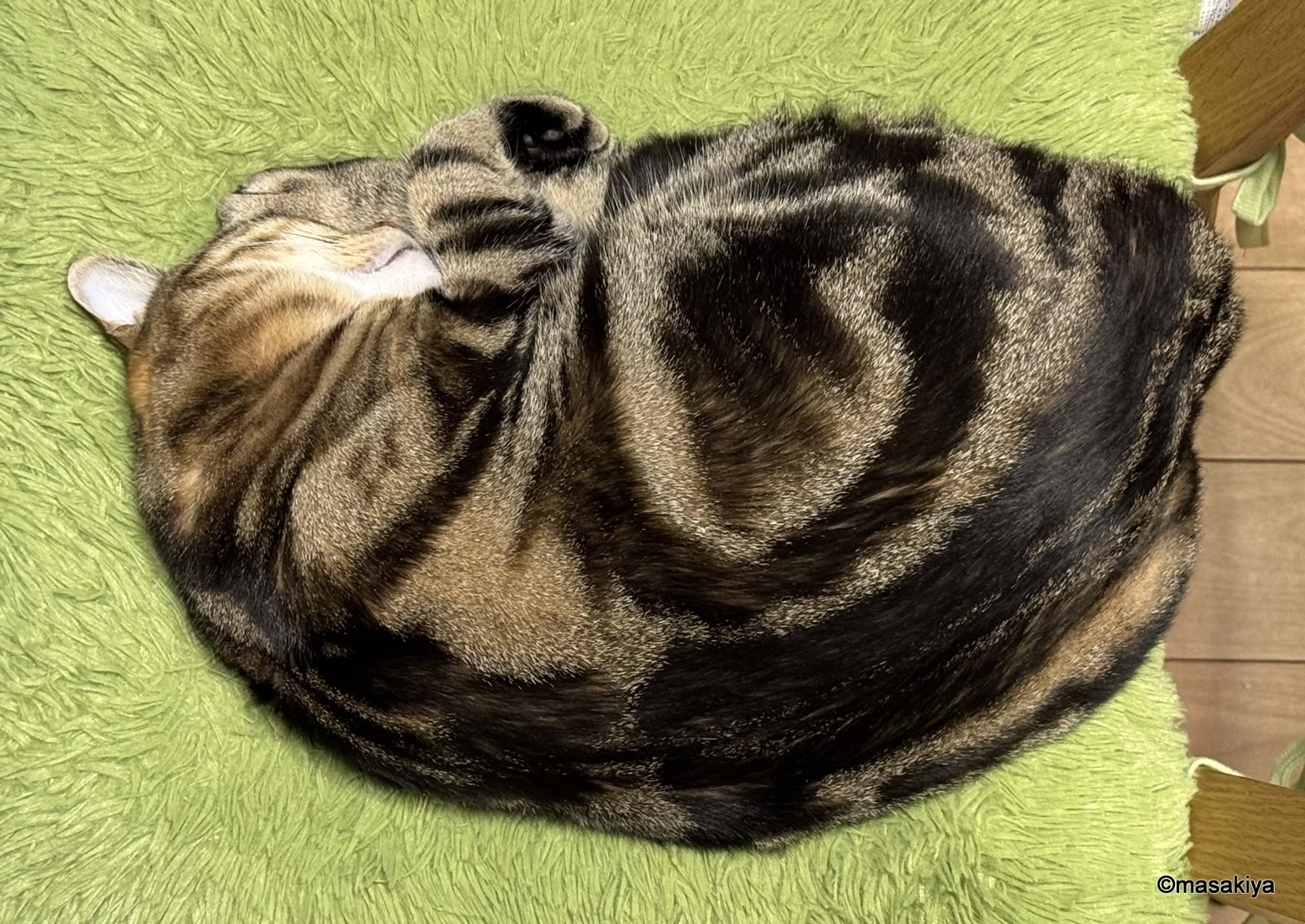 今日のネコの画像