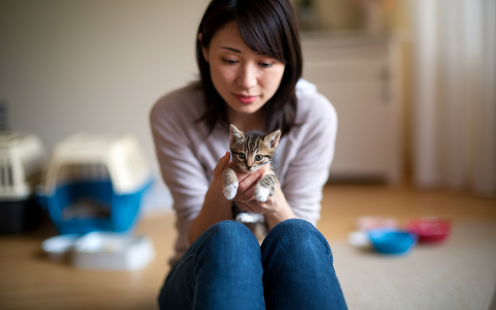 猫を迎える前の準備　ワクチンのことの画像