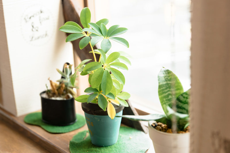  「植物のある暮らし」で日常が変わる！観葉植物がもたらすリラックス効果の科学と快適なお部屋づくりの画像