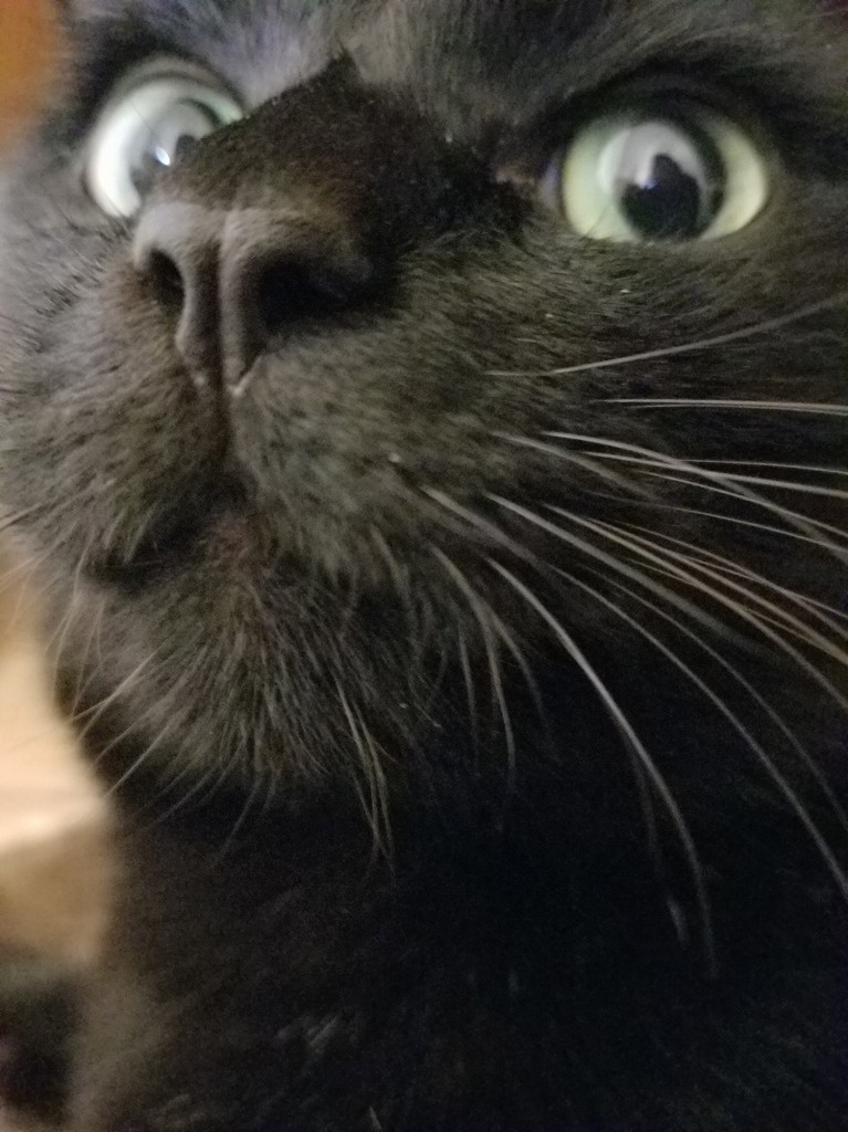 黒猫の画像