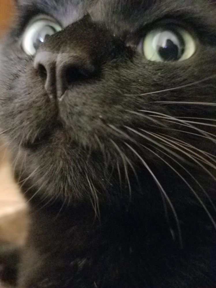 黒猫の画像