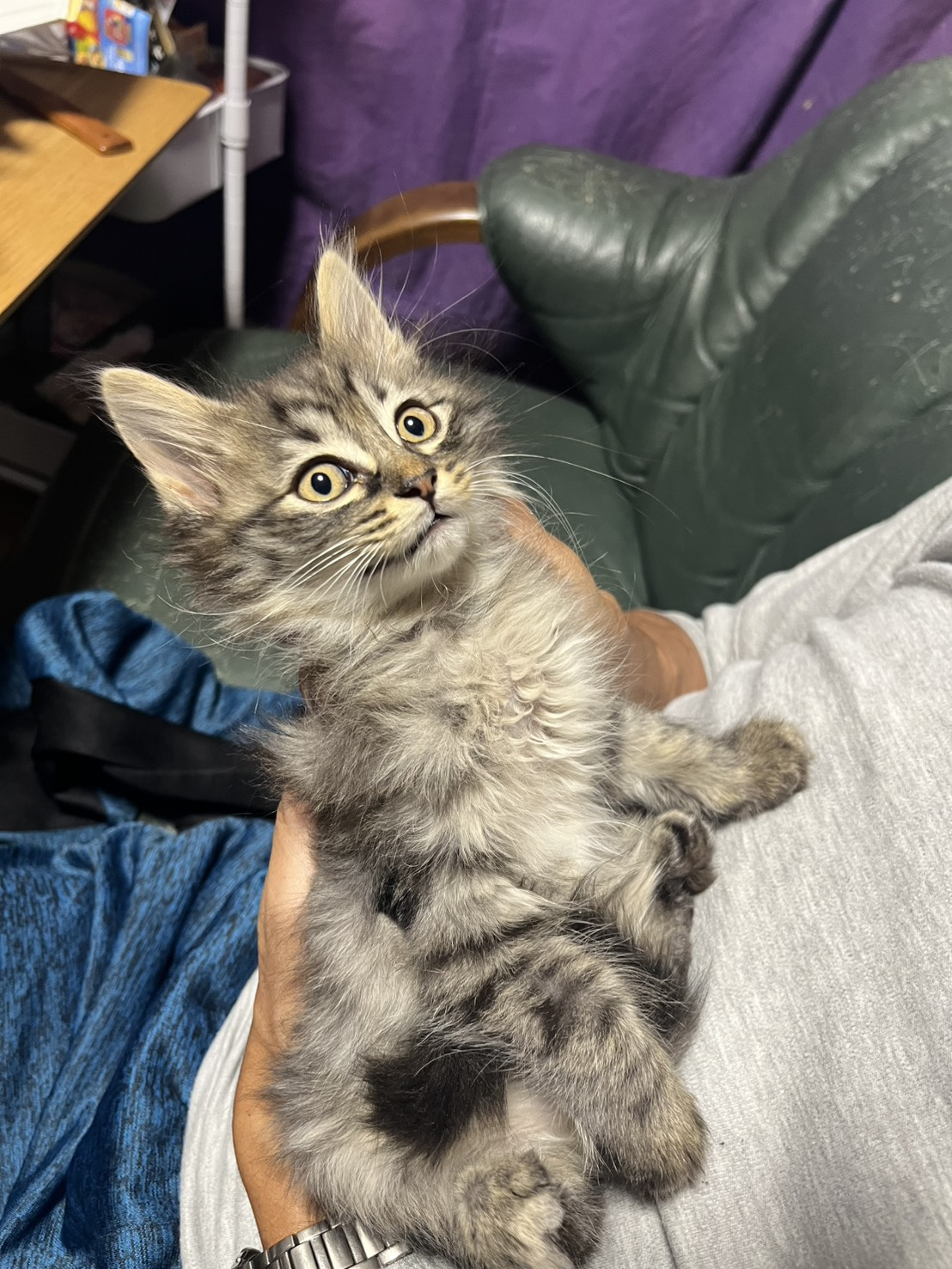 ★急募★　保護子猫たち　里親探しています！！の画像