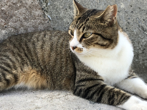 猫の体温調節メカニズム　猫は手に汗にぎるのか？の画像