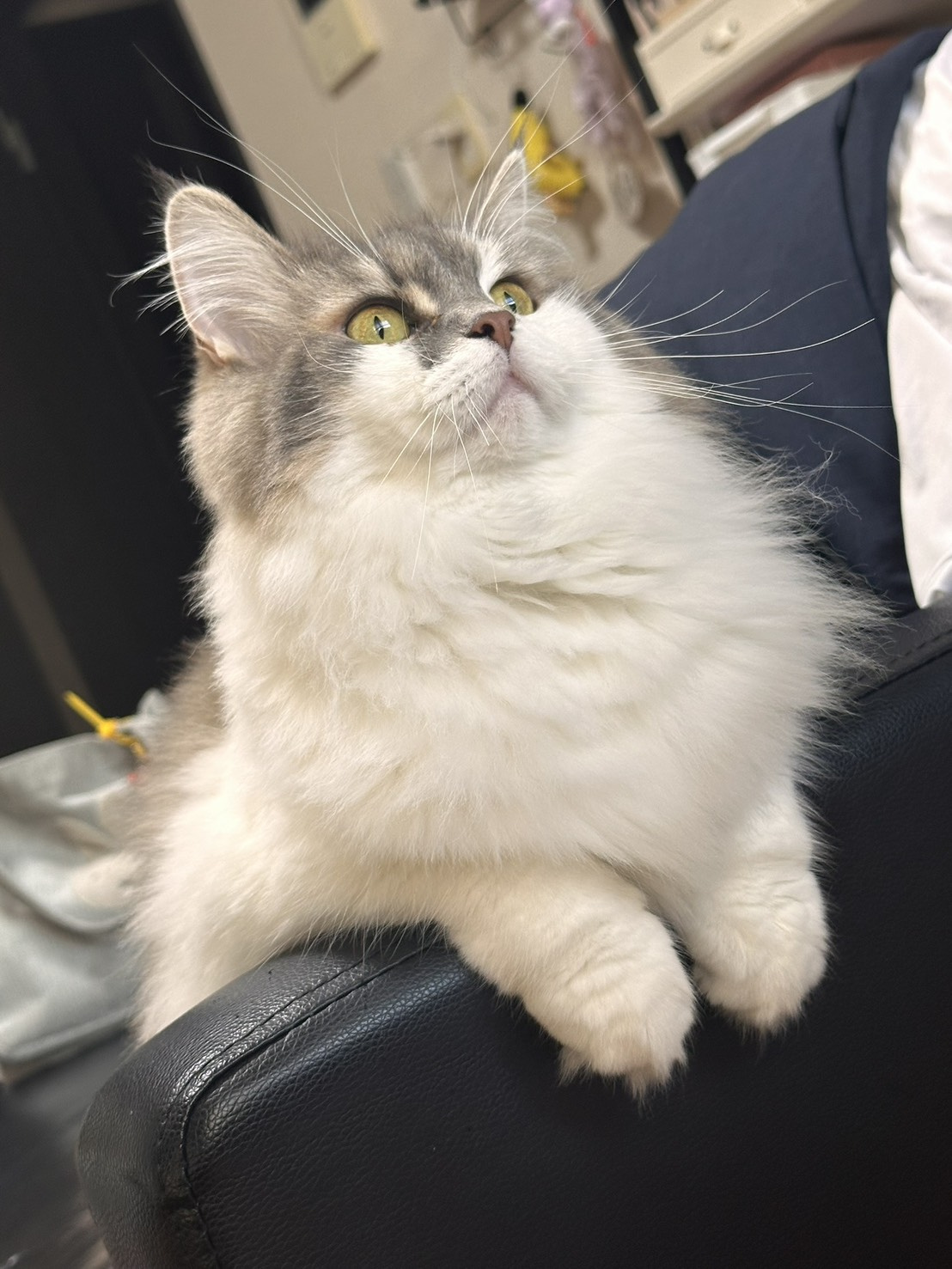 おくらの画像