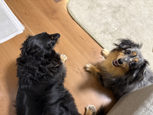犬☆彡の画像