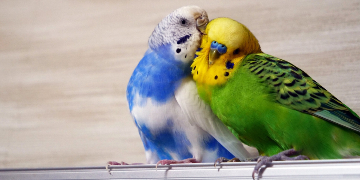 ペットのインコ2匹