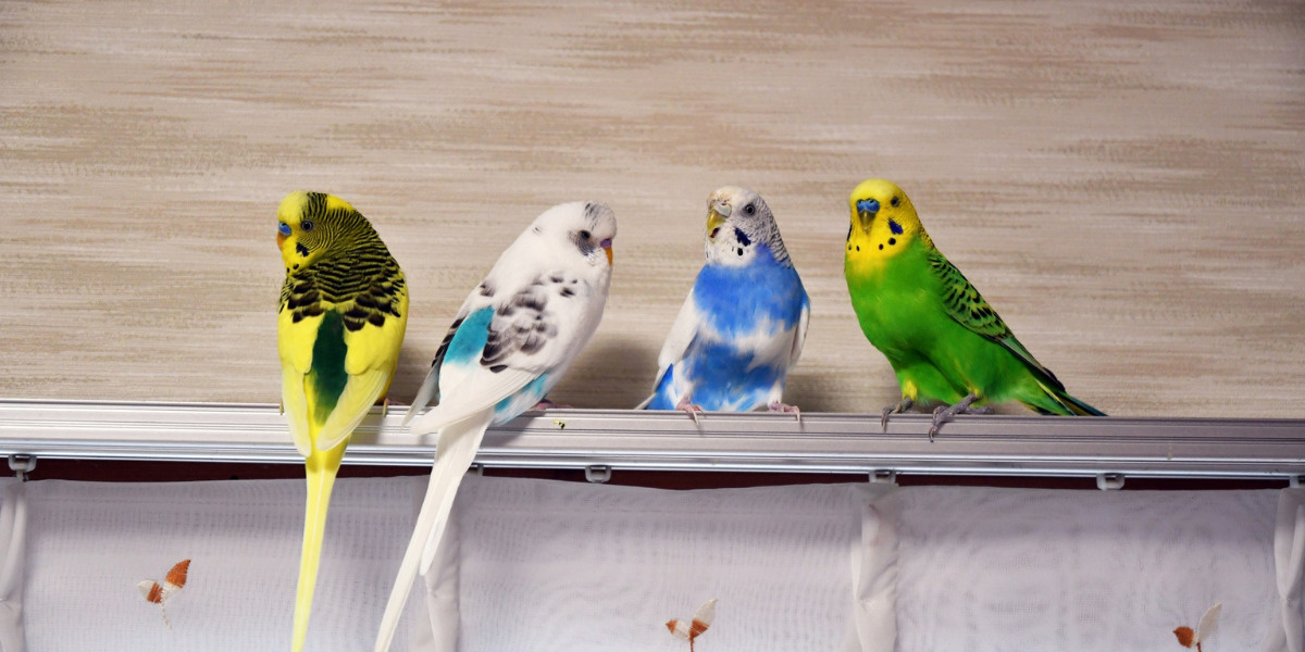 かわいいペットの鳥たち