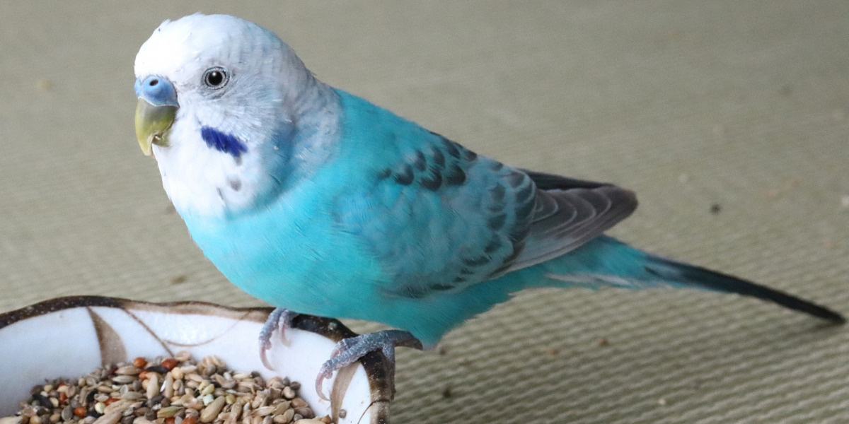 ご飯を食べてるかわいいインコ