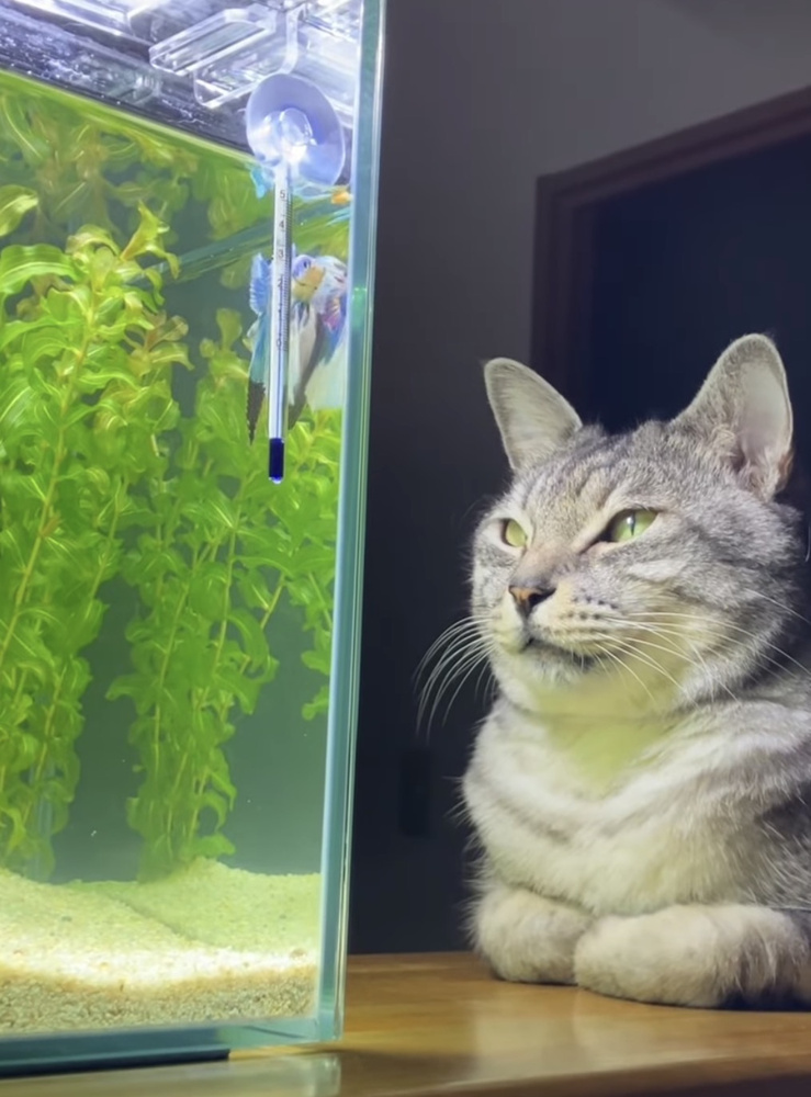 猫と熱帯魚♪♪の画像