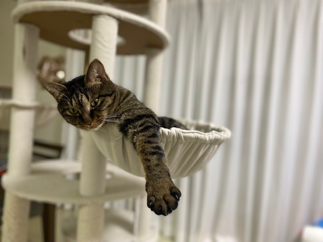 くぅちゃんの画像