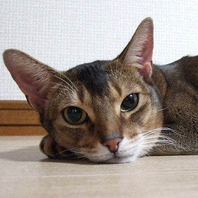 さくらの不動産_ビジネスコーチ