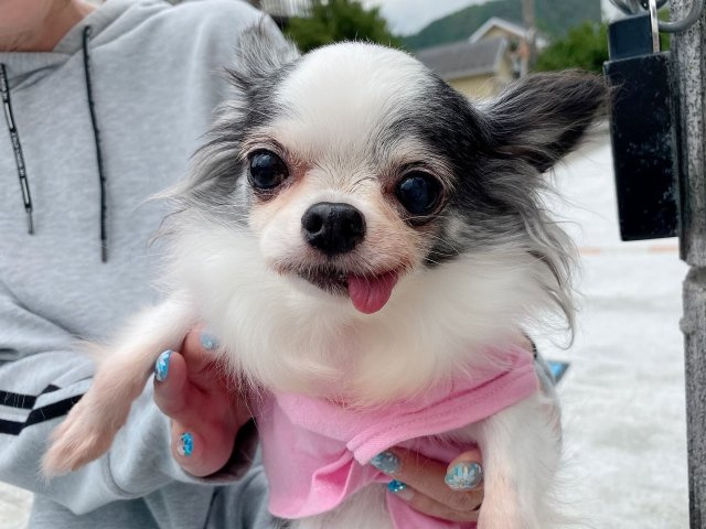 相模原市　Ａ様　売却＆新築一戸建て（仲介手数料無料）/の画像