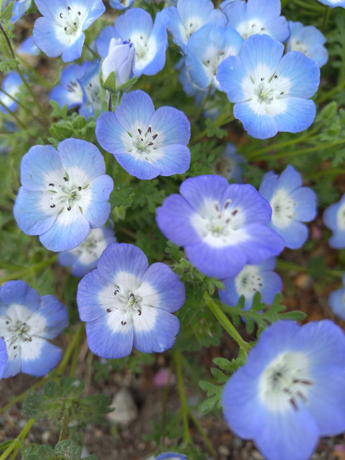 ネモフィラきれい様の画像