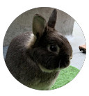 うにいくら様の画像