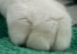 ペルシャ様の画像