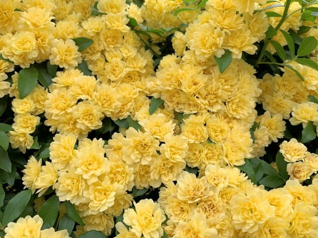 2025/3/29　K・Y　様の画像