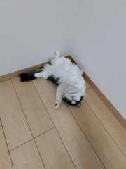 Iさまの画像