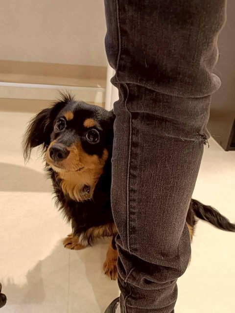 犬カフェらいちの画像