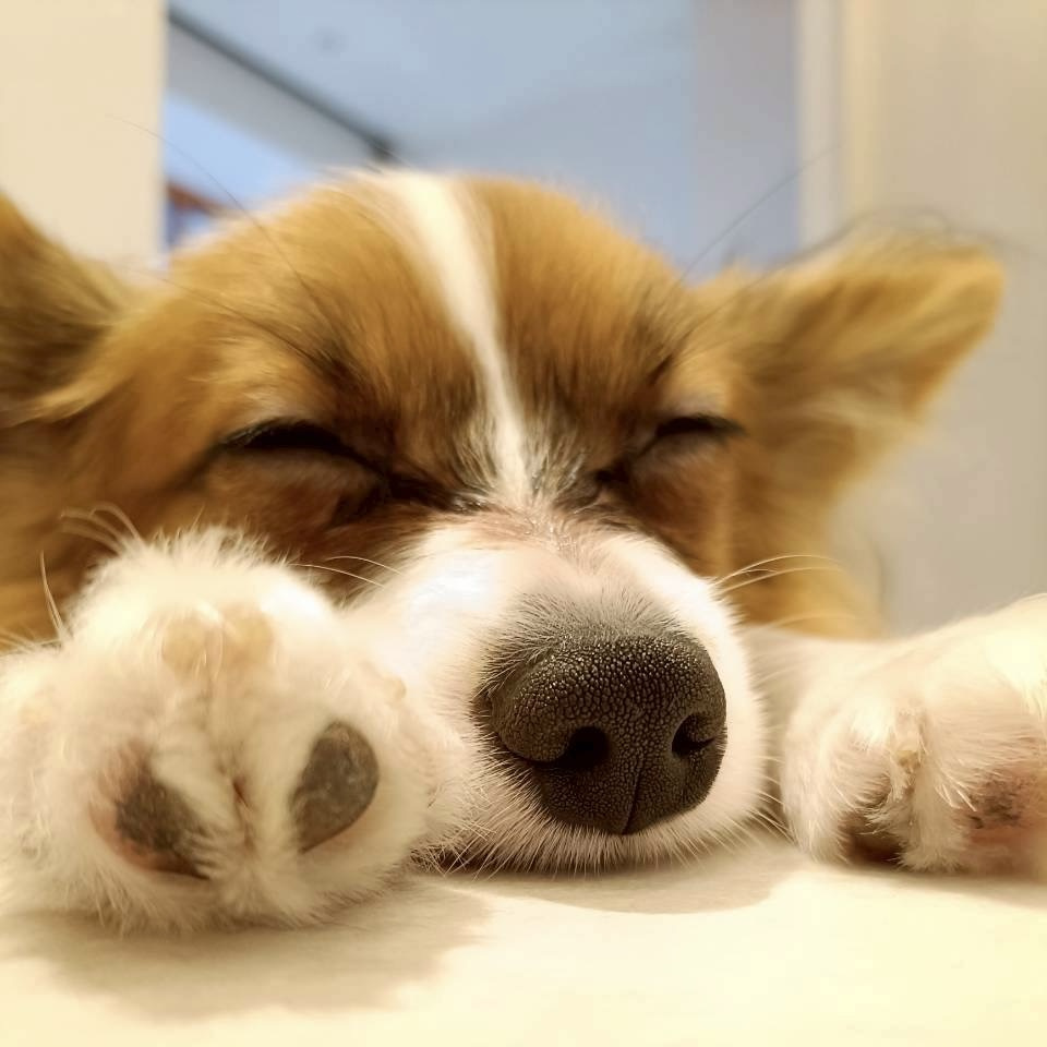 犬カフェらいちの画像