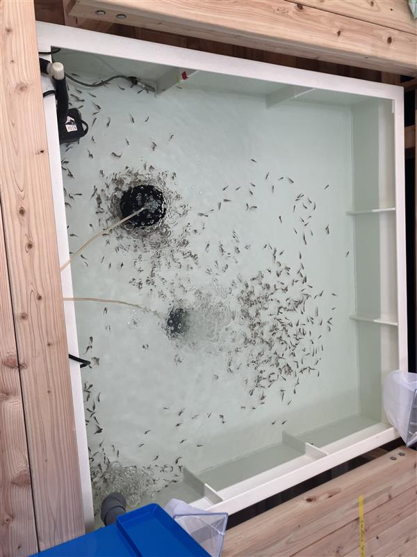 フィッシュ＆リラックスの画像