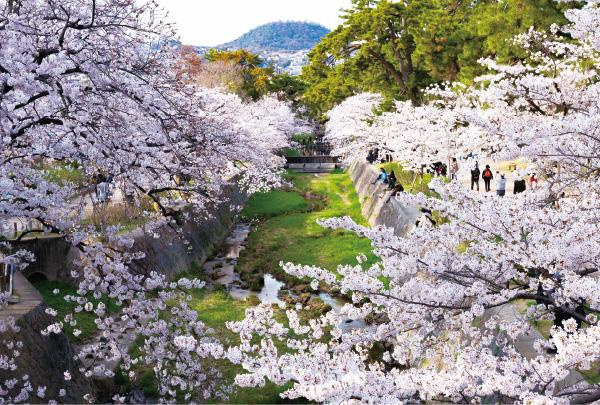 【西宮市夙川霞町｜60代｜毎年の桜を見るたびに迷っていた自宅売却を決断した事例｜UI様】の画像