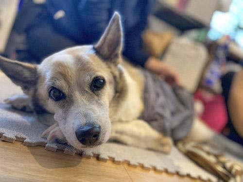 【西宮市甲陽園東山町｜60代｜愛犬が階段を上れなくなったことが住み替えのきっかけになった事例｜UO様】の画像