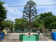 東京都墨田区業平近辺の画像
