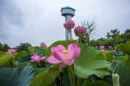 埼玉県行田市近辺の画像